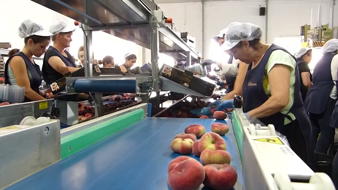 Sormatech Yassı Şeftali Boylama Hattı