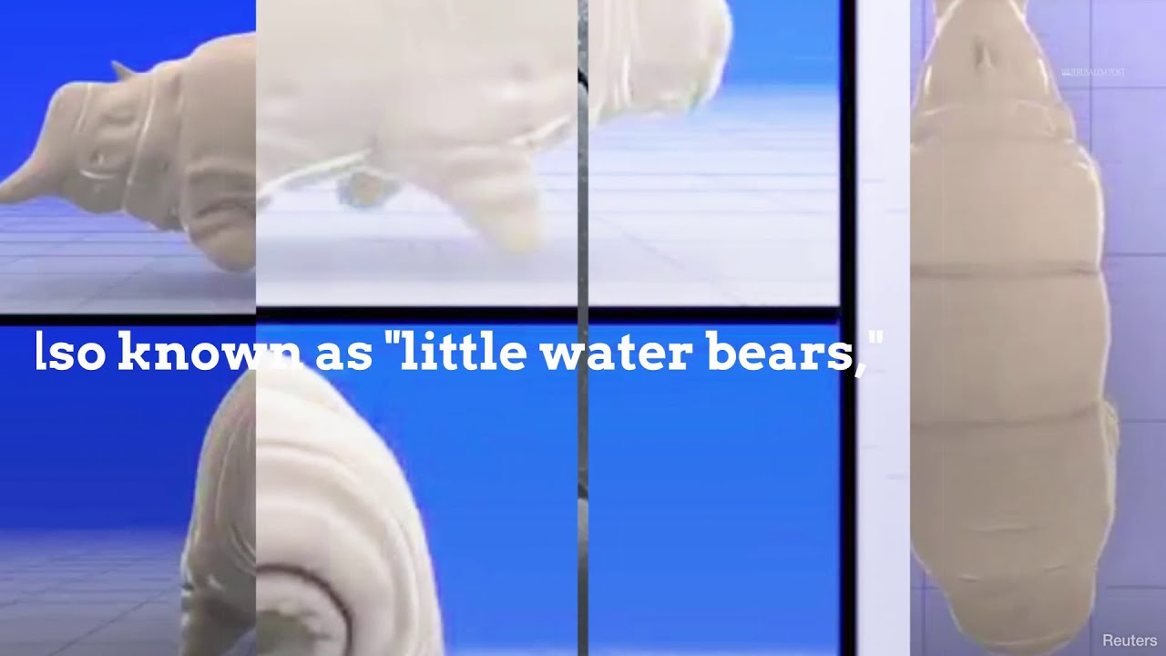 Did Beresheet's crash spill thousands of 'water bears' onto the Moon?