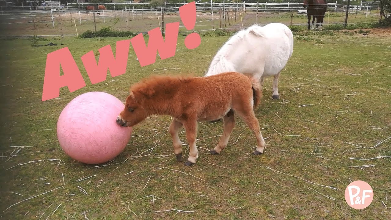 När minifölet leker med bollen går det inte som planerat ...  | Penny & Friends