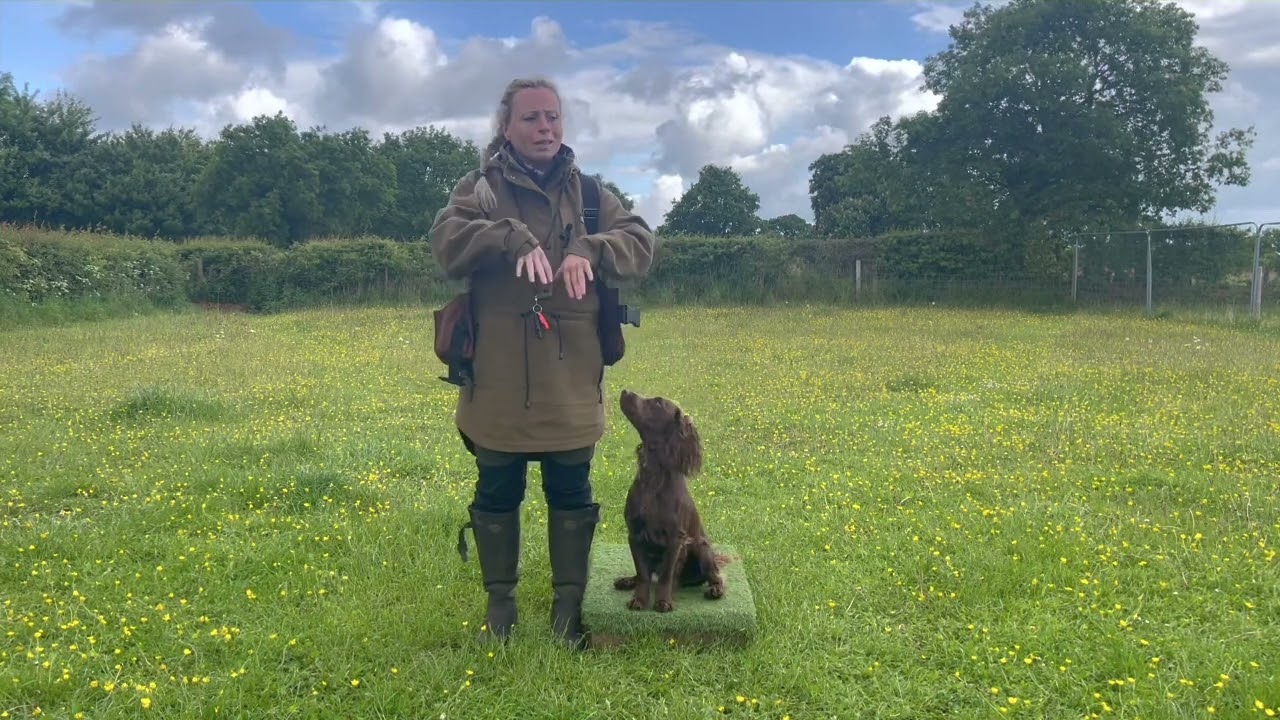 Gundog Training : Placeboard introduction !! Episode 7