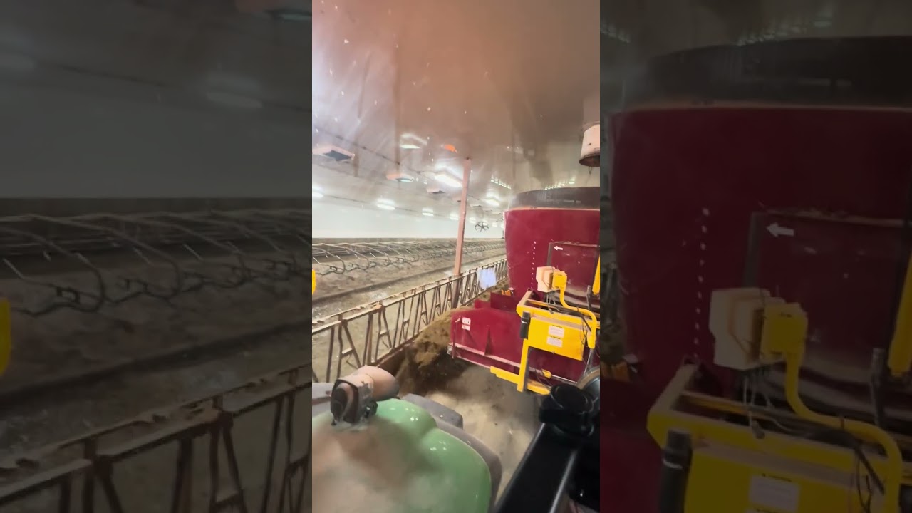 Dairy farm Canada feeding first 150 cows out of 3000