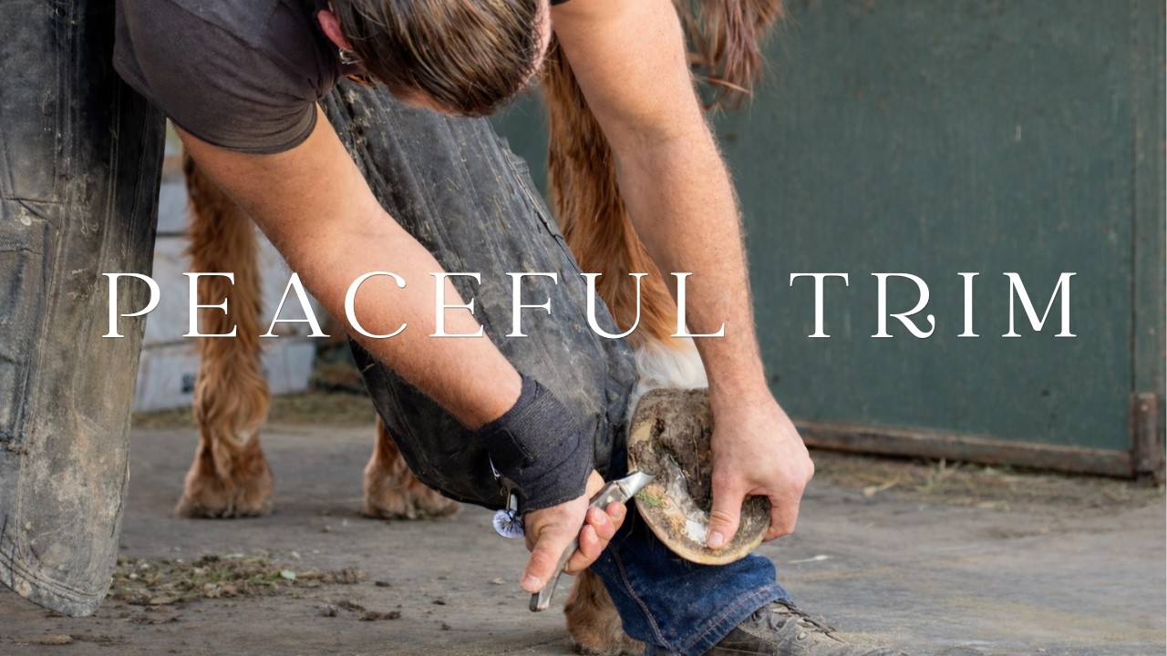 Peaceful Hoof Trim | Relaxing Farrier ASMR (No Talking, Satisfying Barefoot Trim)