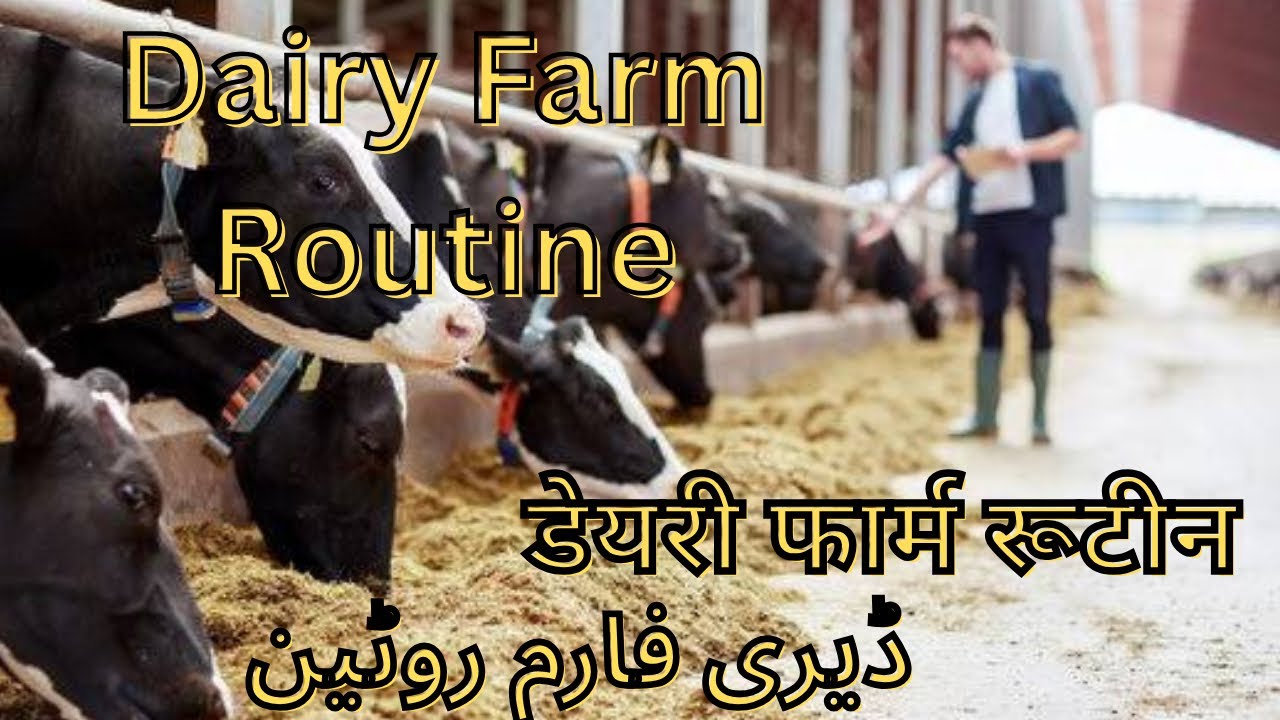 DAIRY FARM ROUTINE | डेयरी फार्म रूटीन | Dairy Farm Complete Knowledge Milking Parlour in hindi urdu
