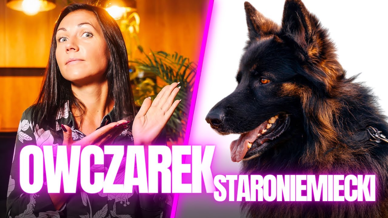 Owczarek Niemiecki vs Staroniemiecki - który lepszy?