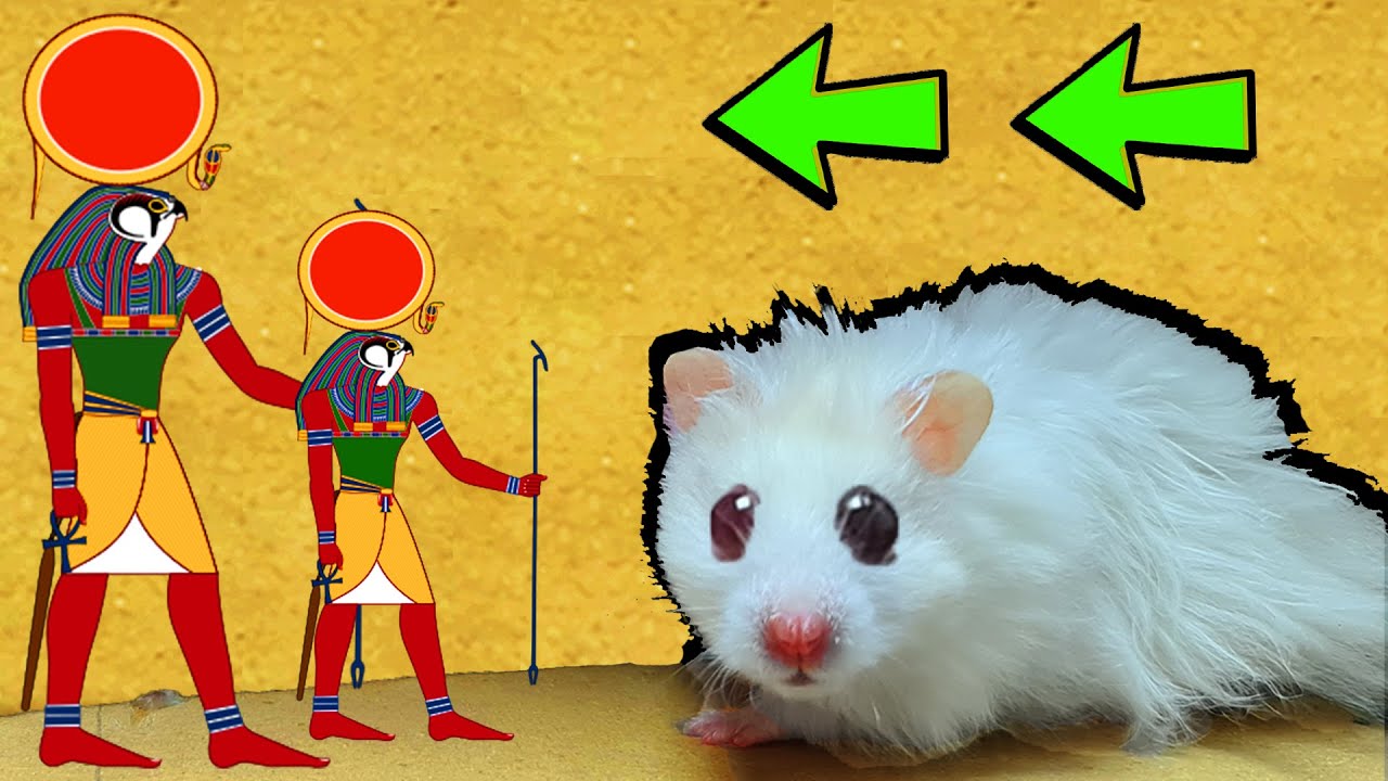 Obstacle Course Hamster Traps Maze Pyramid Monster Hamster Stories