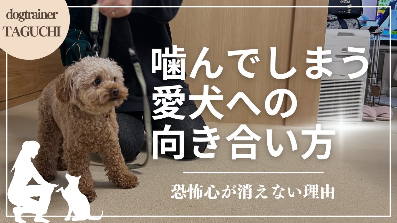 【噛み】噛んでしまう愛犬への向き合い方〜恐怖心が消えない理由〜