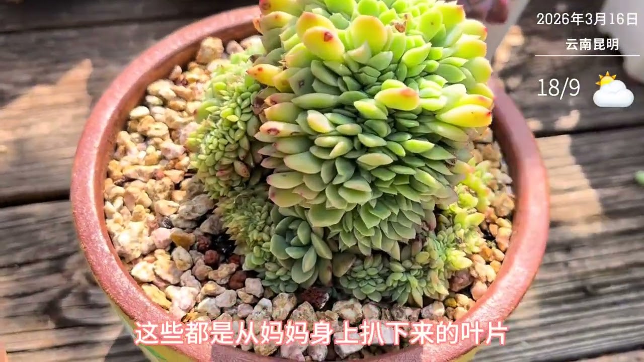 我们移入小白方5个月啦，长势喜人，又叶插了好多冰魄缀化呀#记录多肉生活 #多肉叶插