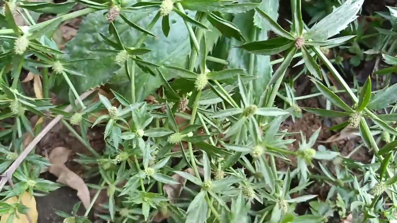 जंगल धनिया