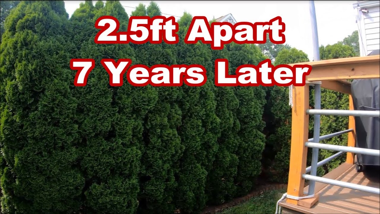 Arborvitaes 