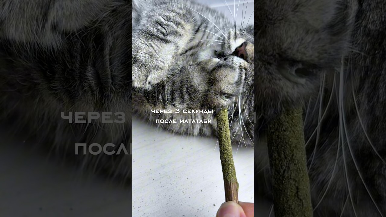 Мои коты в полном восторге от палочек мататаби 😻 