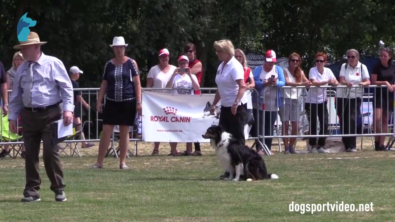 Selection - Birgitte Br&uuml;el + Tiger / Border Collie