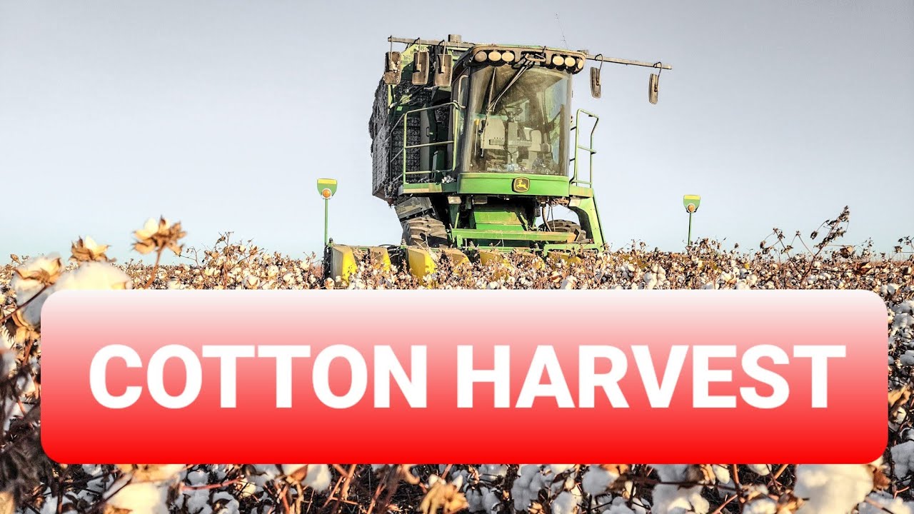 Harvesting Cotton 2020 John Deere 7460 cotton harvest