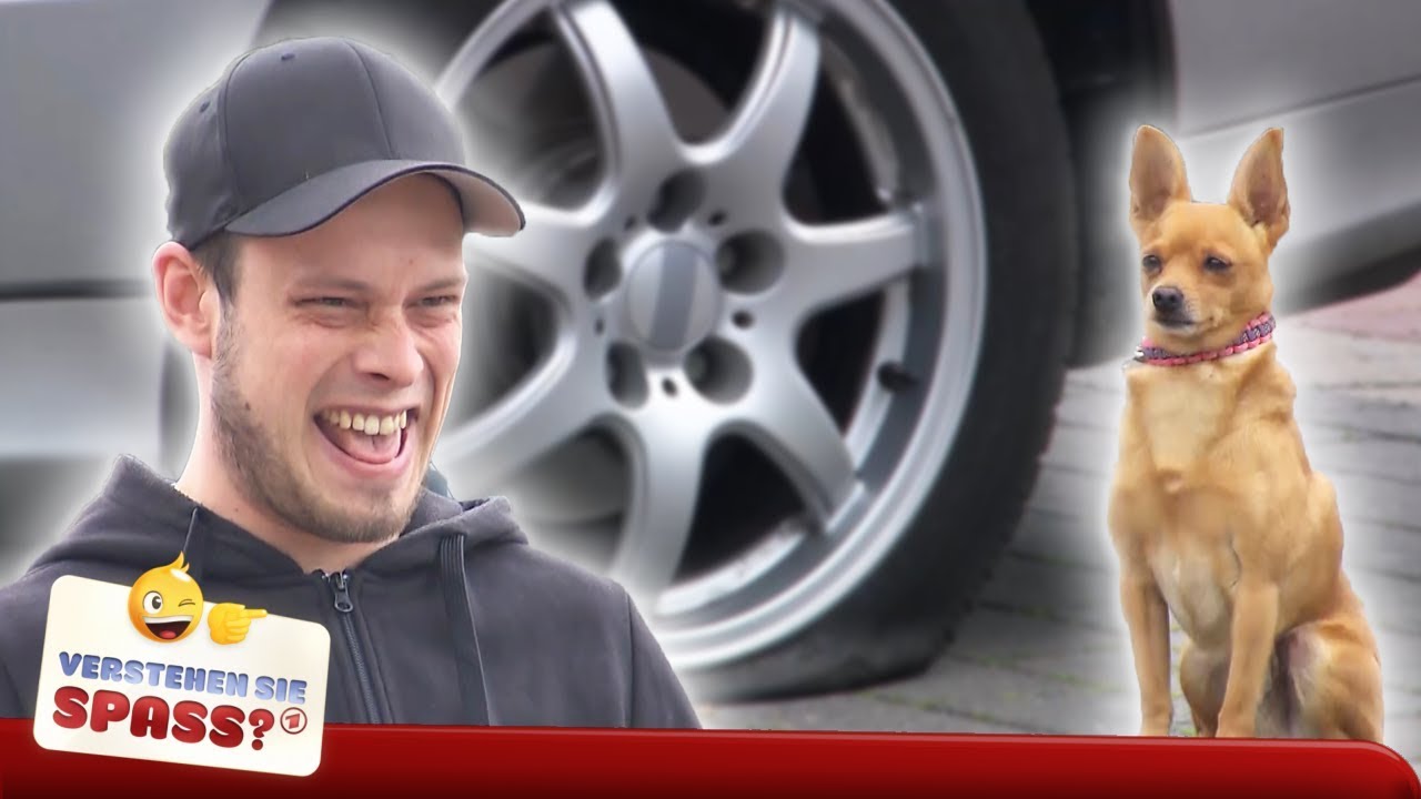 Blasebalg | Verstehen Sie Spaß?