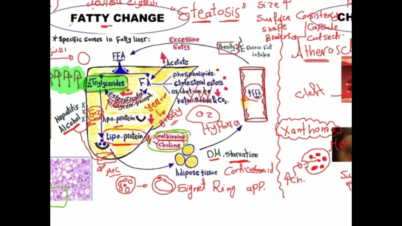 Chapter 2 Crash (Tissue Deposition )
