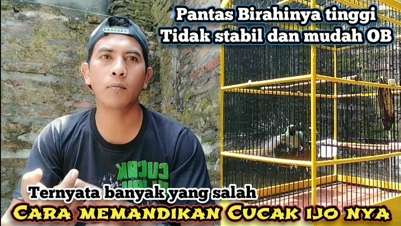 Cara stabilkan Birahi dan emosi cucak ijo, merawat Cucak ijo yang baik dan benar
