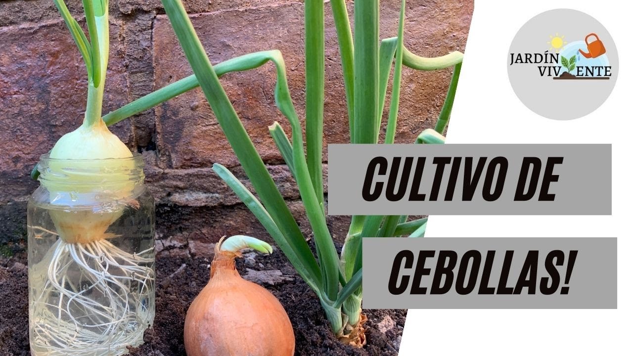 Cultivo de CEBOLLAS Verdes en casa. Método INCREÍBLE | Cultivo en tierra y en agua