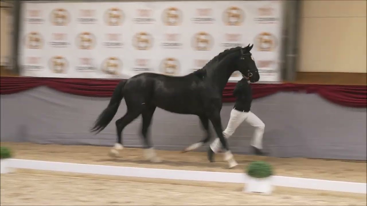 Ogier Furst Feliciano PS 2023 (Feliciano DSP  - Francara PS po Franklin). Stacja Cichoń Stallions.