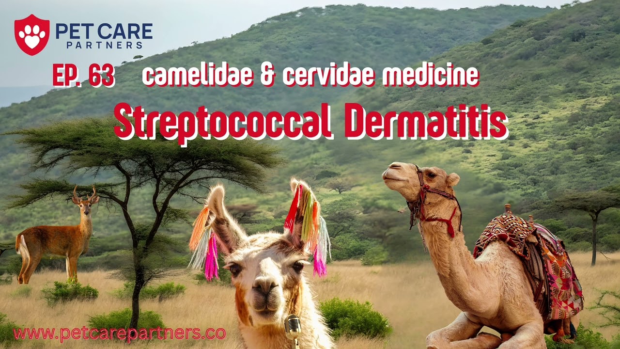 EP 63 | Streptococcal Dermatitis in Camelidae & Cervidae
