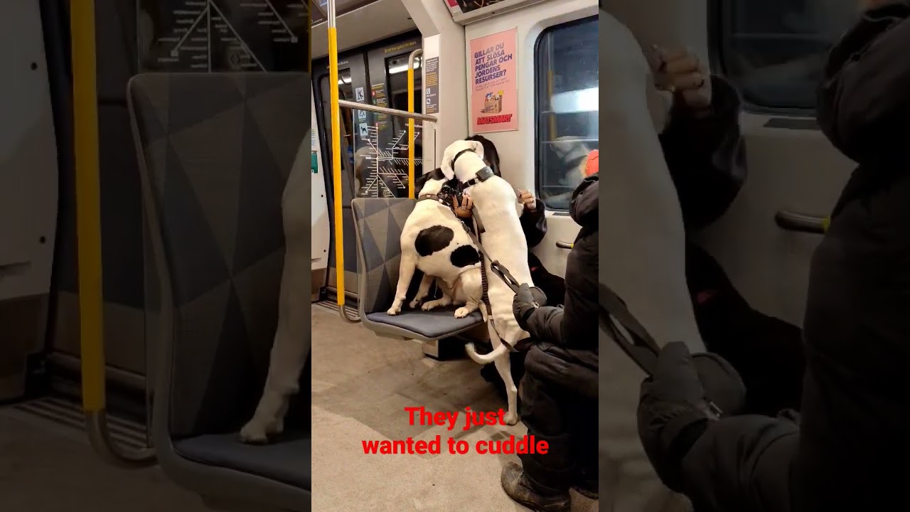 Dogs came onboard the #subway in #stockholm and was so friendly. #dogs #cuddle