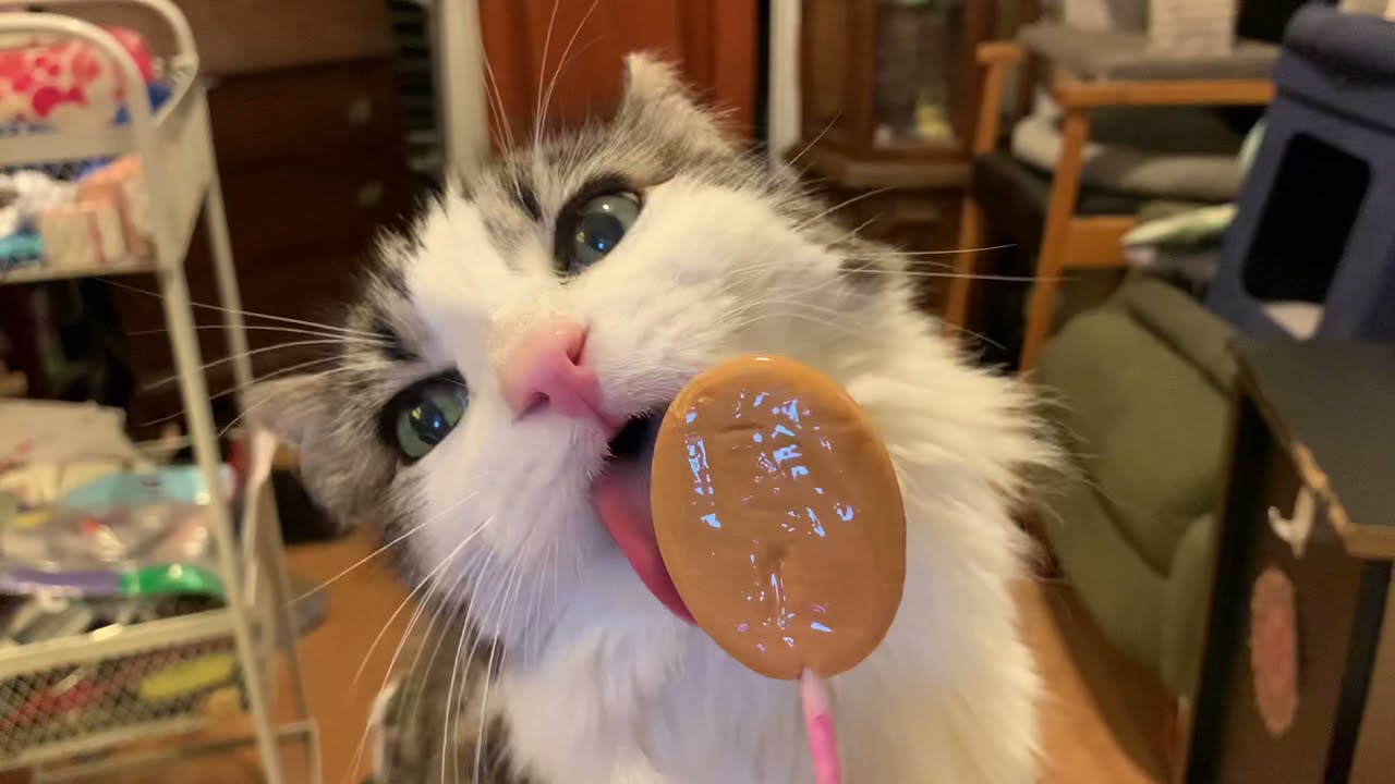 Cat Licking Goat Milk Lollipop