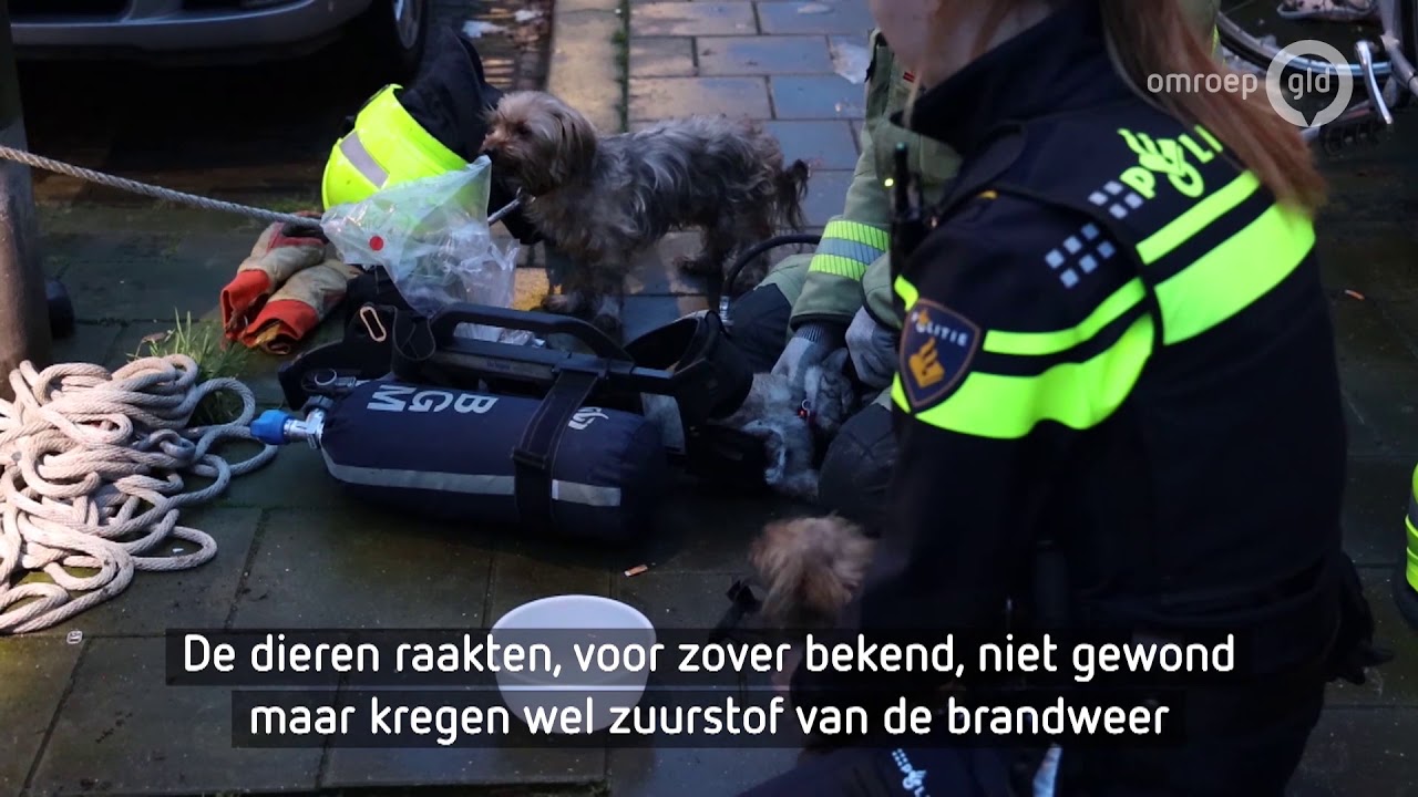 Brandweer redt dieren uit brandend huis
