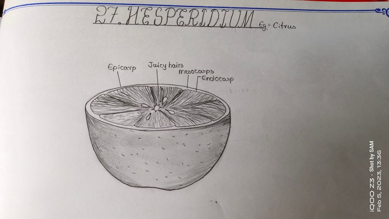 Рисунок ГЕСПЕРИДИУМ /