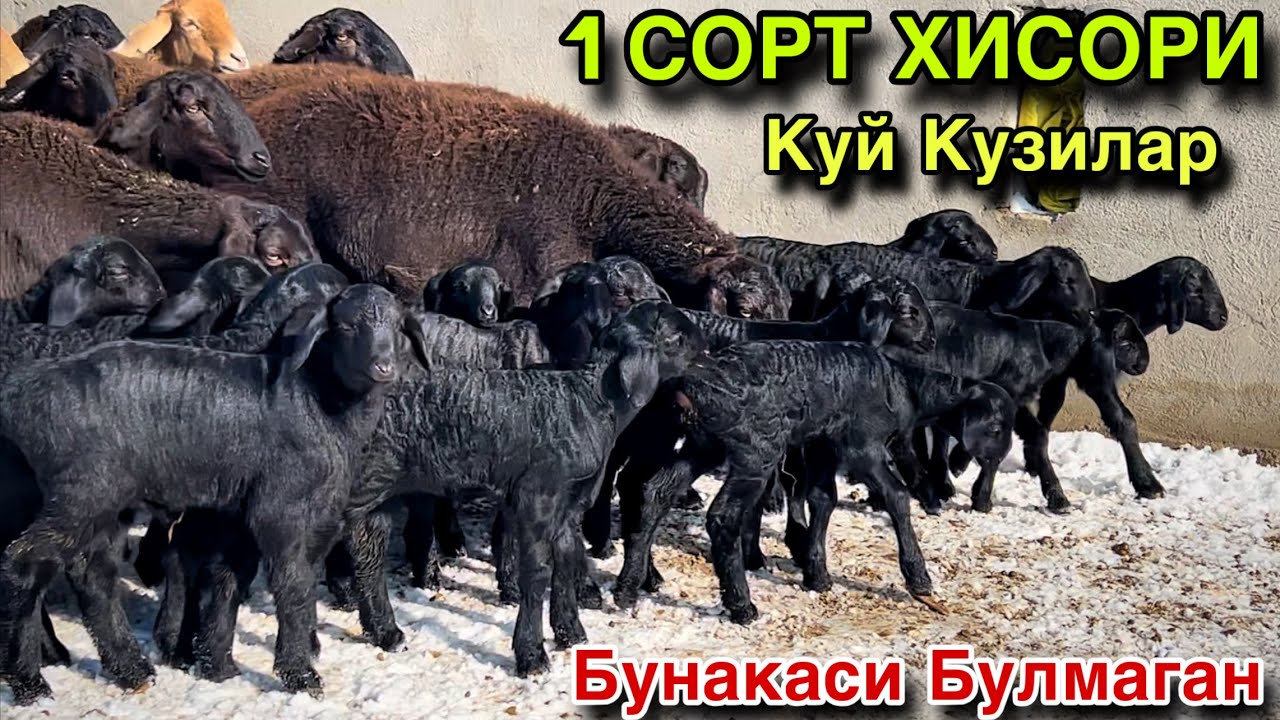 Войдод Хавас Килдим! ☎️+998 88 336 9525 ☎️+998 93 933 94 29