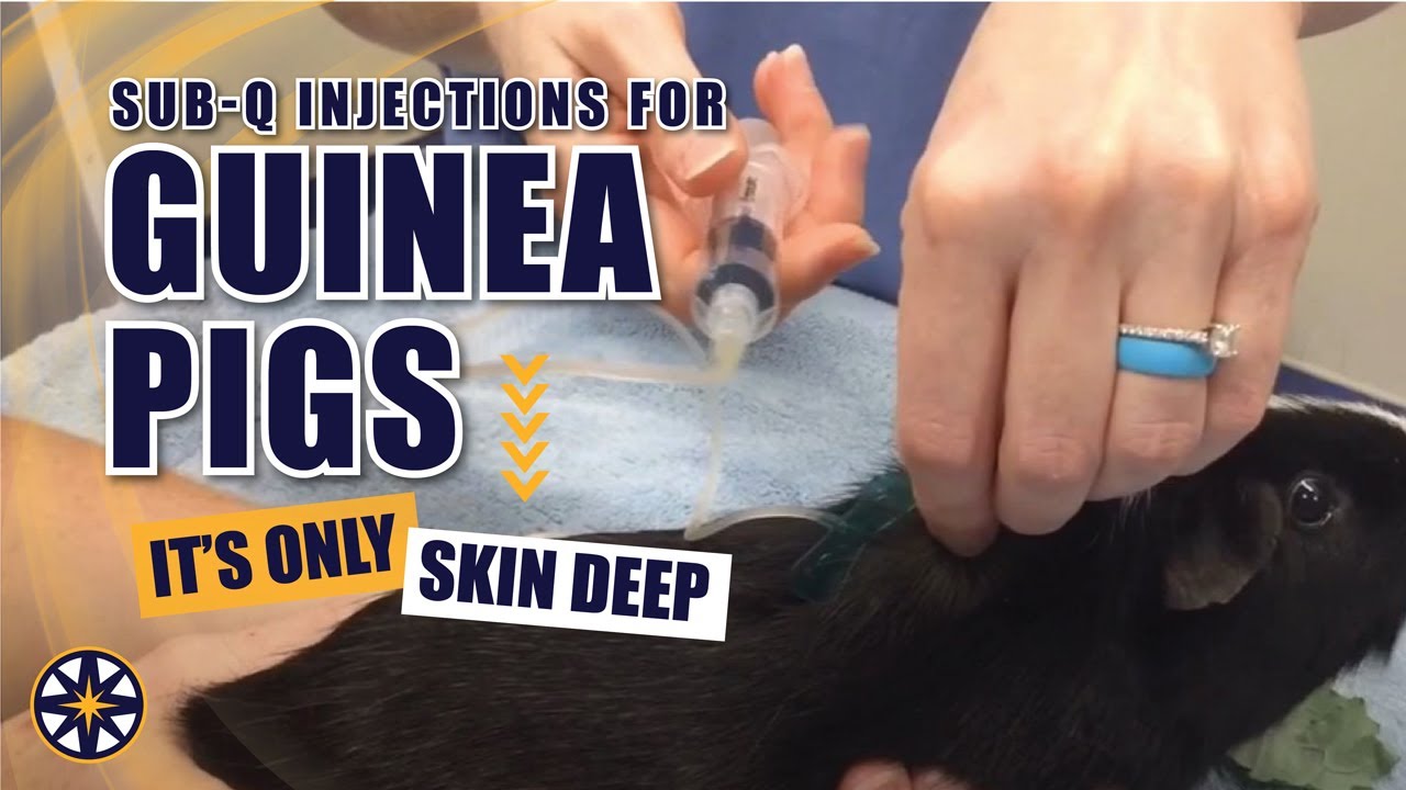 How to Give SQ Injections to Your Guinea Pig
