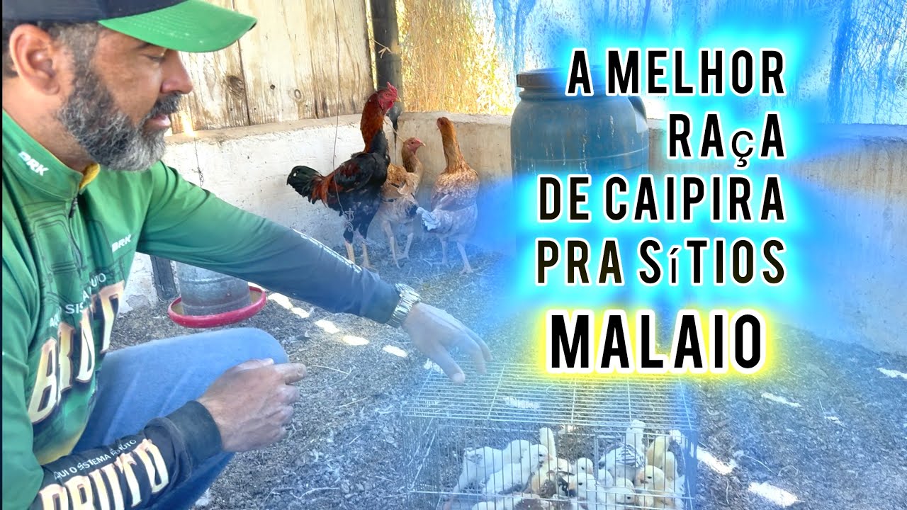 CONHEÇA A RAÇA DE GALOS MALAIO A ORIGEM DOS CAIPIRAS NO BRASIL | ESSA RAÇA FORMOU AS OUTRAS. 