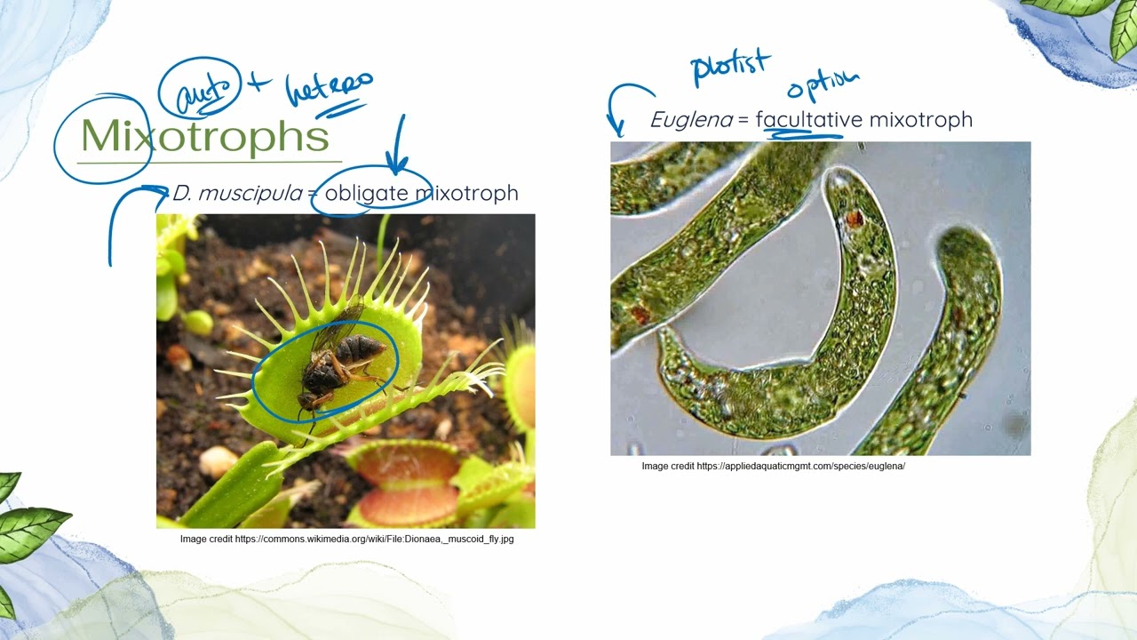 IB Biology Topic B4.2 Ecological Niches