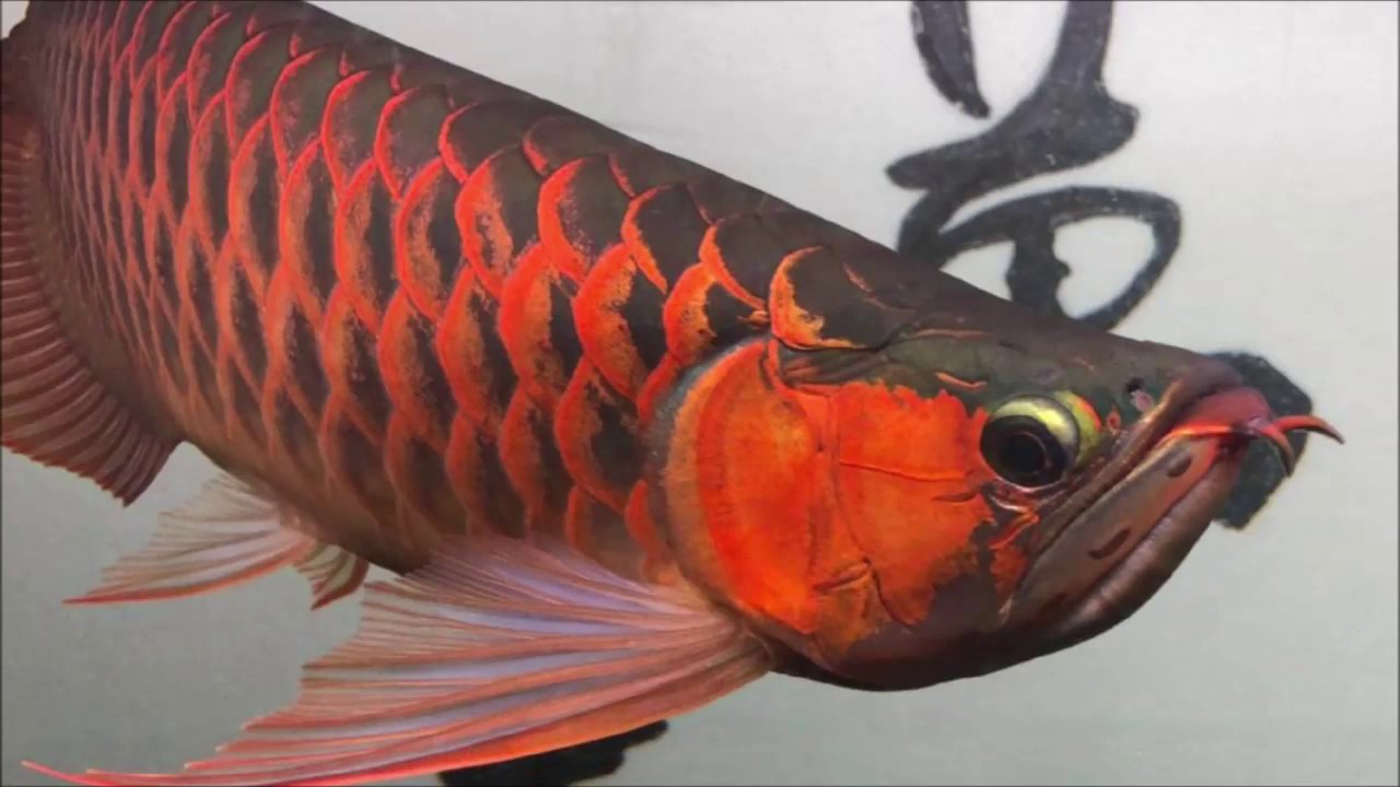 紅龍魚 飼養方法 品種介紹
