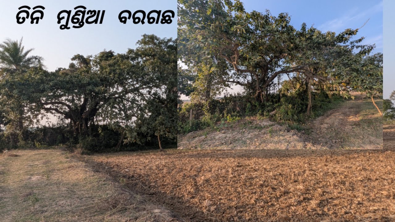 #Tinimundiabaragacha ,Tinimundia baragacha most adventurous trees  like share & subscribe 