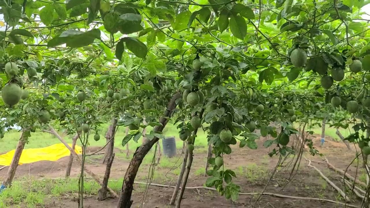 Passion fruit spacing advantages.