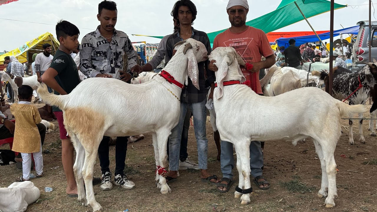 Dewas bakra mandi 23 may 2024 live update
