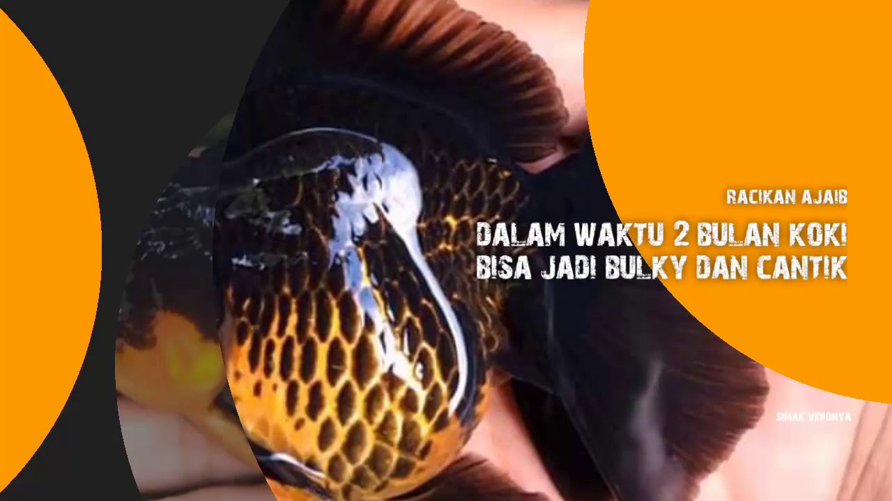 Racikan ajib, Bikin Koki Jadi BULKY😍😍😍