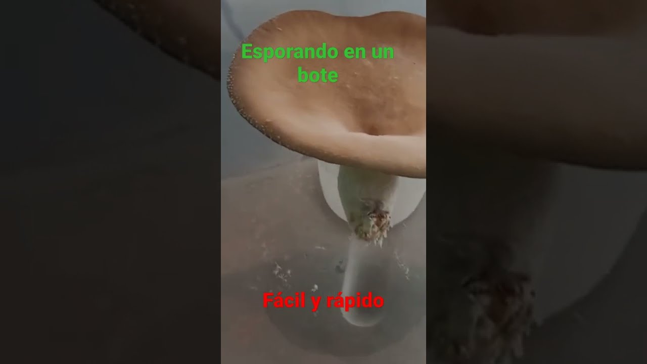 Conseguir esporas de hongo reci&eacute;n recolectado en un bote est&eacute;ril (de los de muestras para an&aacute;lisis)