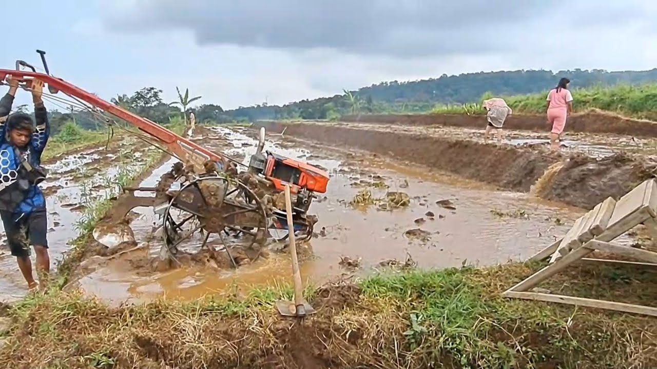 Traktor sawah lanjut membajak sawah.