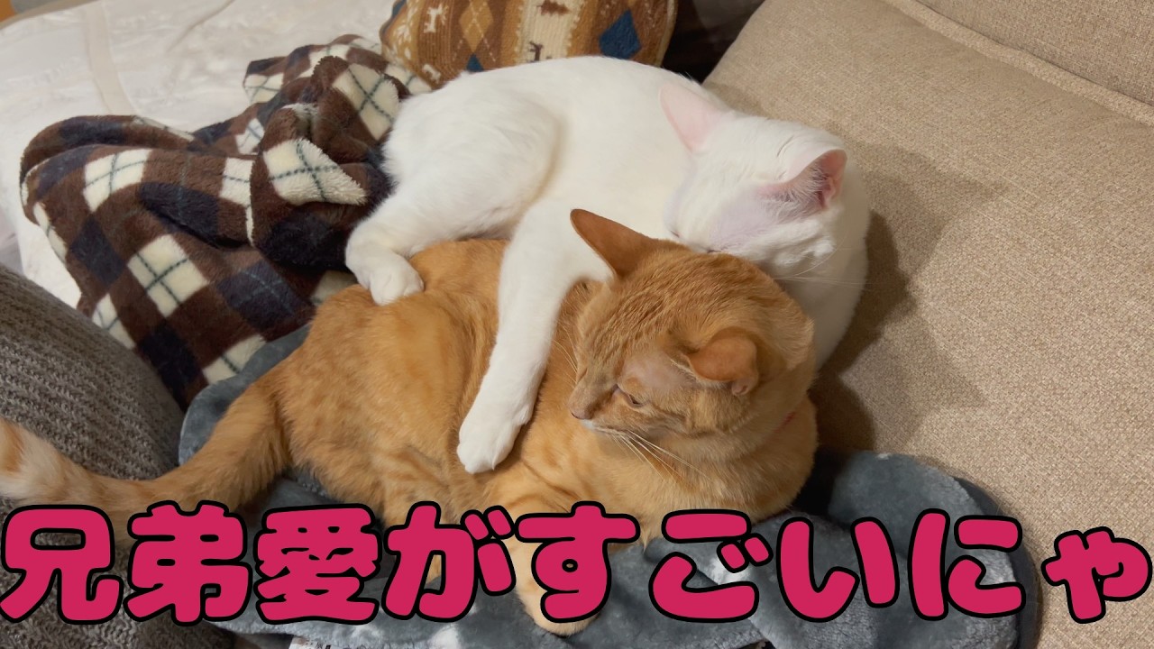 【保護猫】🐈仲良しラブラブ兄弟猫がいるにゃ🐈の巻【にゃんこ日和】【rescued cat】