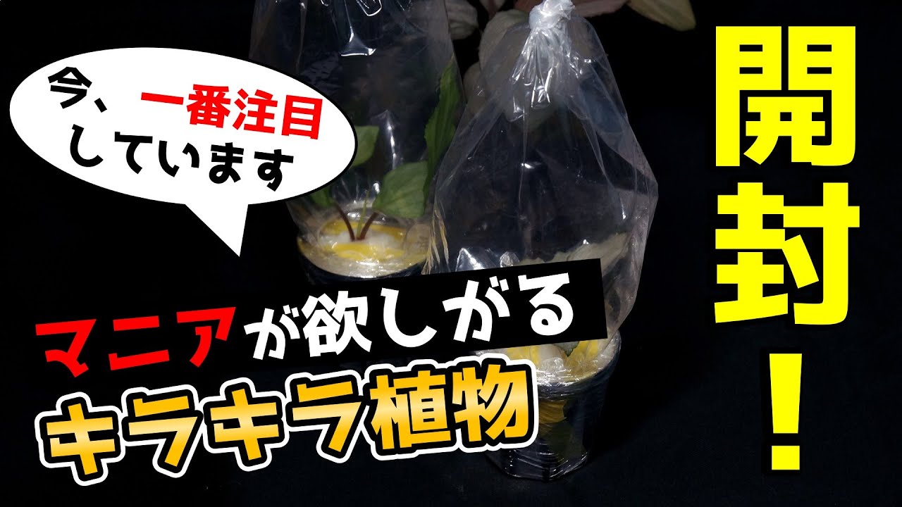 【興味なし→見た目に驚愕！】”光り輝く”極美観葉植物がこちらです♪【ホマロメナ】【熱帯植物】