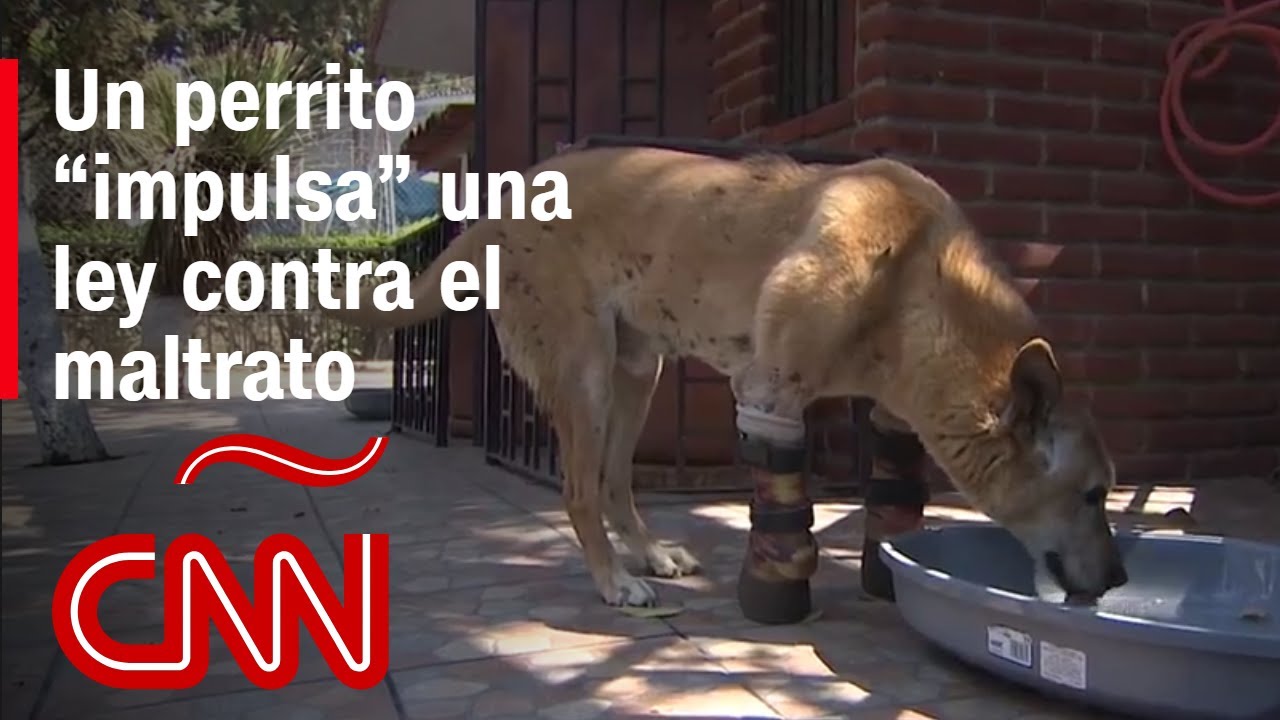 Pay de Limón, el perro que busca transformar la ley y frenar la crueldad animal en México