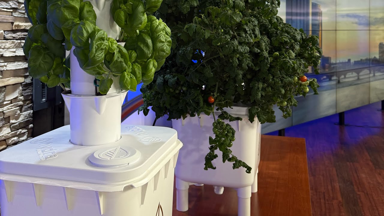 Grow your own fruits and veggies year round and inside