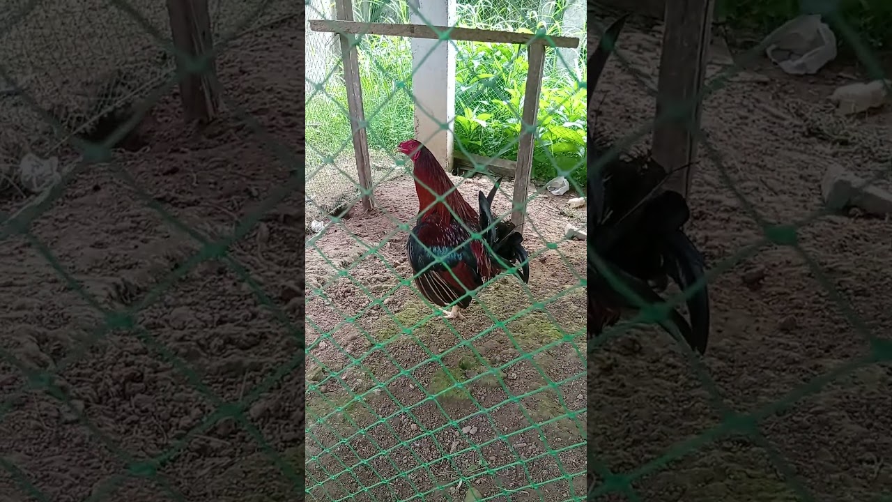 fMcLean Claret Hatch 5 X winner derby & hack fight #games #rooster #roosterfarm #gamefowl #trend