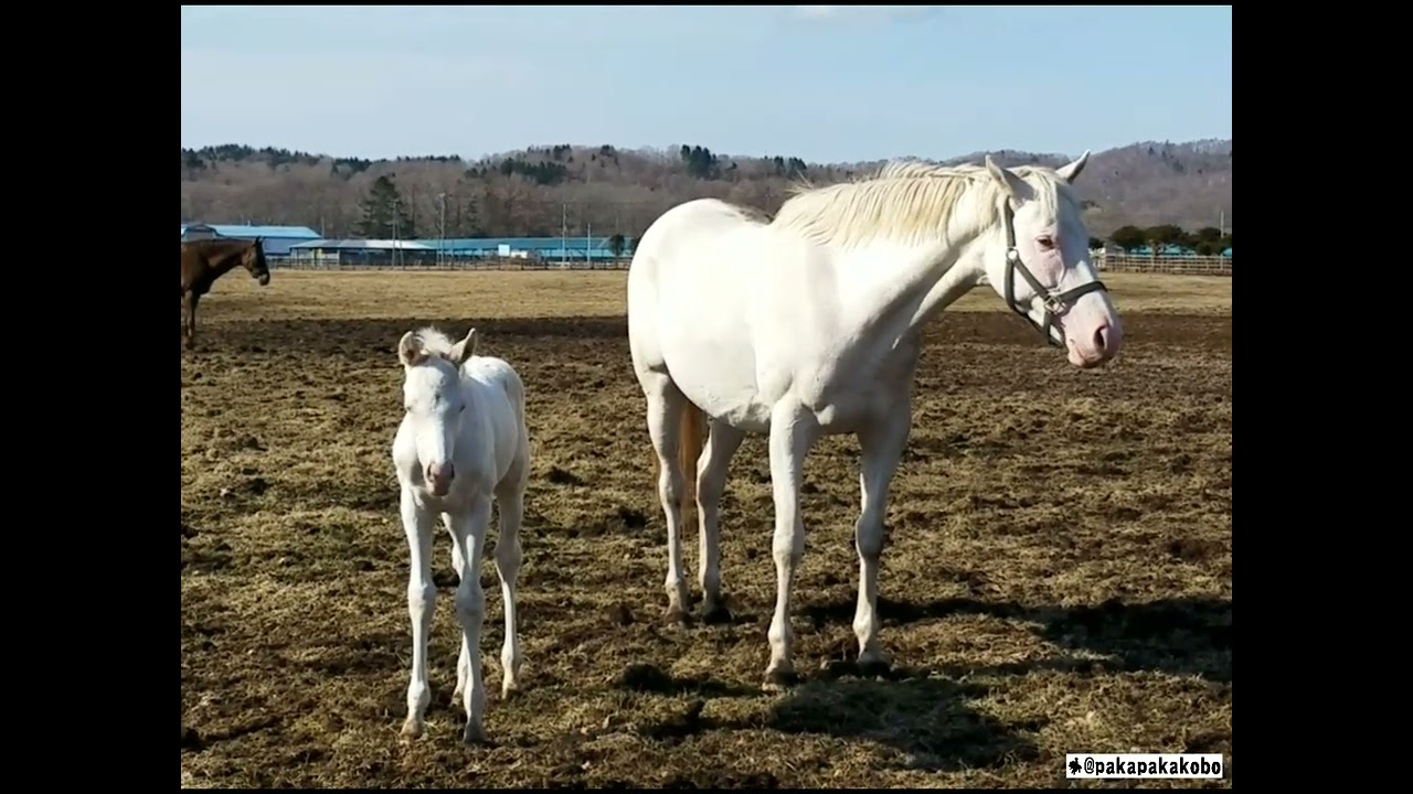 ゴールドシップ産駒の白毛馬第1号アオラキ⑤（母カスタディーヴァ）