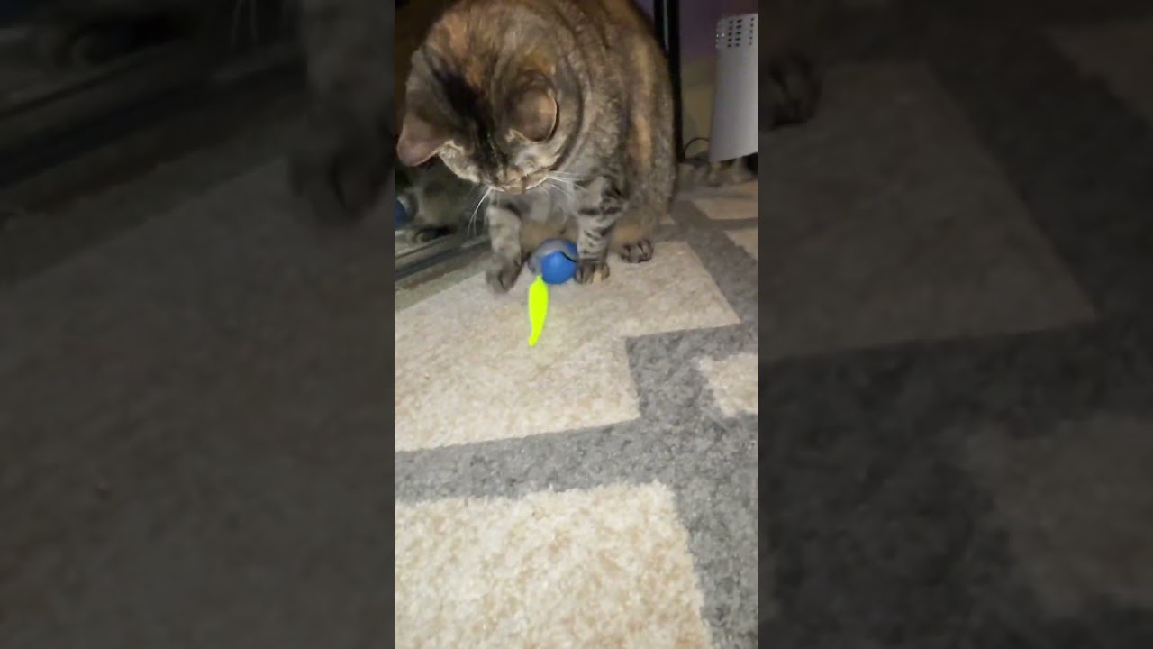 Fuzz's Favorite Toy #cat #fuzzy #cute #catlover #viral