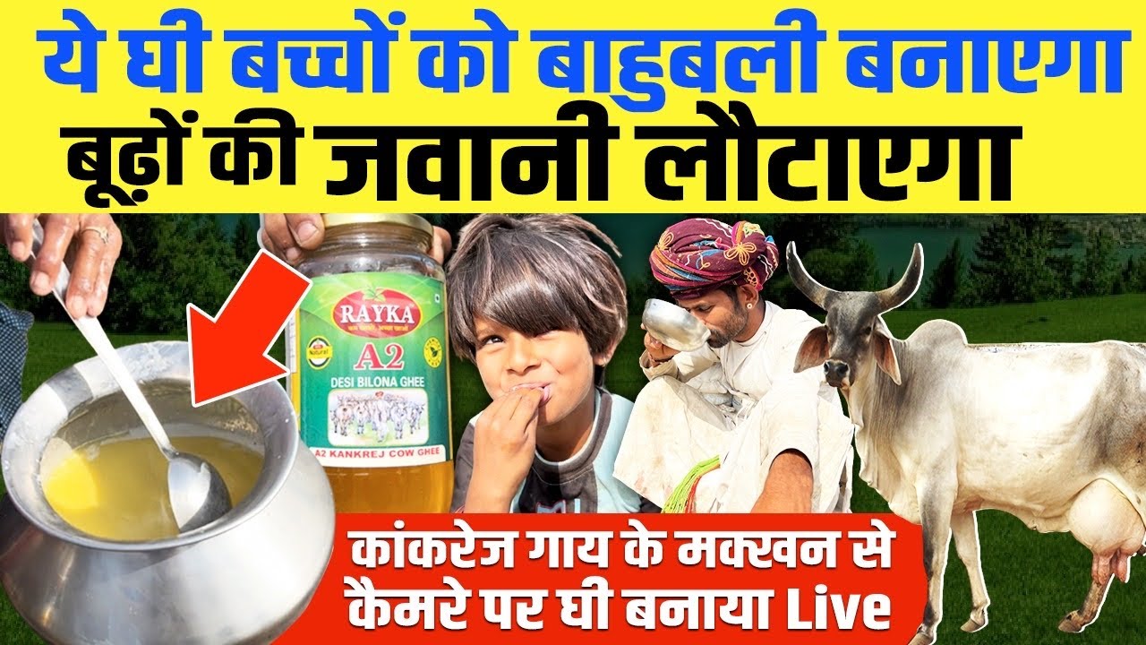 कैमरे पर बनाया शुद्ध बिलौना घी, कांकरेज गाय का घी बढ़ाएगा बुद्धि-ताकत । 1250 रुपए में ऑर्डर करें