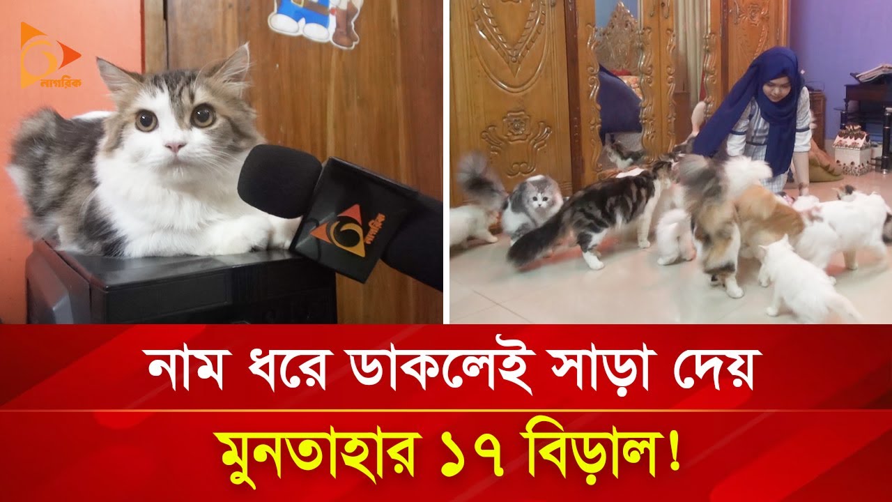 নাম ধরে ডাকলেই সাড়া দেয় মুনতাহার ১৭ বিড়াল! | Nagorik TV Special