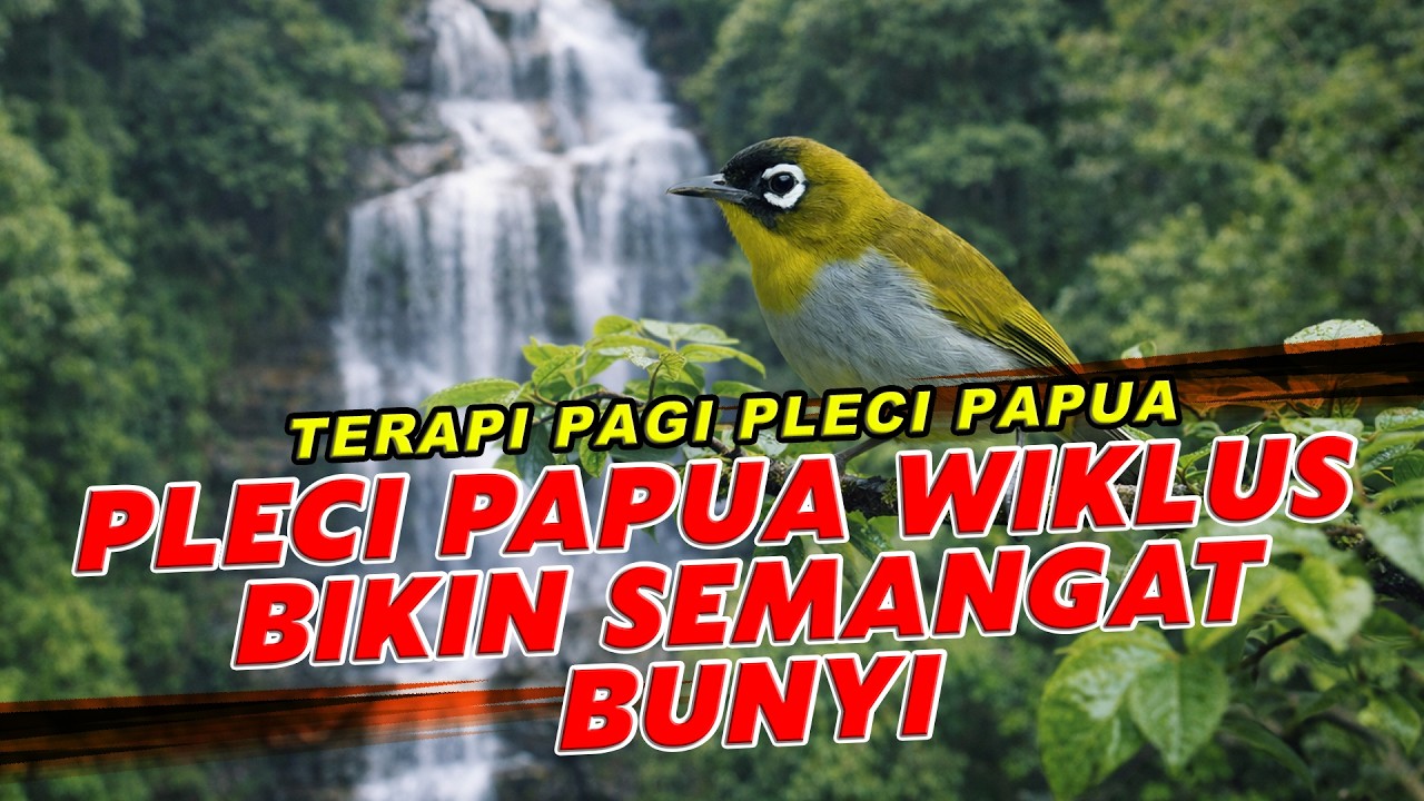Terapi Pagi Pleci Papua Wiklus 🐦 Bikin Rajin Ngerol & Gacor!