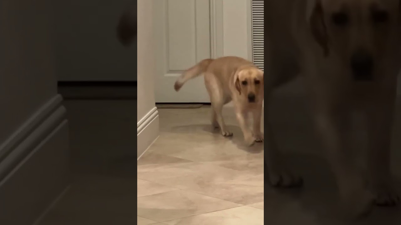 Dog Isn’t So Scared of the Cat Anymore 