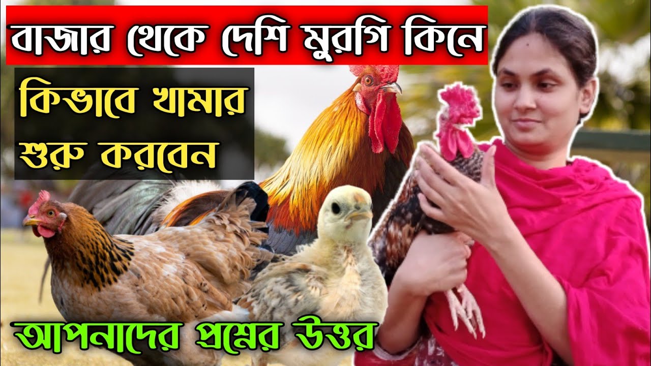 বাজার থেকে দেশি মুরগি কিনে কি করনীয়, খুব সহজেই খামার শুরু করুন #shakilfarming #দেশিমুরগিপালনপদ্ধতি