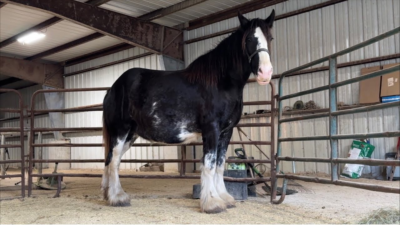 LIVE Foaling Progress Update- Our SAFE DATE Has Arrived!